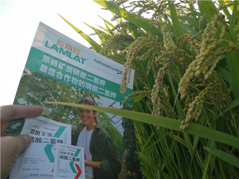 葉面肥，磷酸二氫鉀