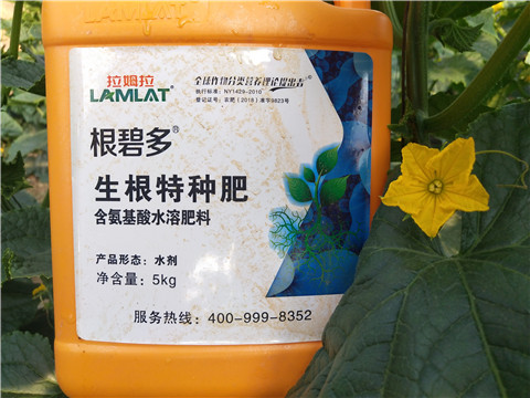 根碧多，菌劑，安碧解