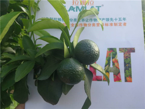 菌劑，水溶肥，