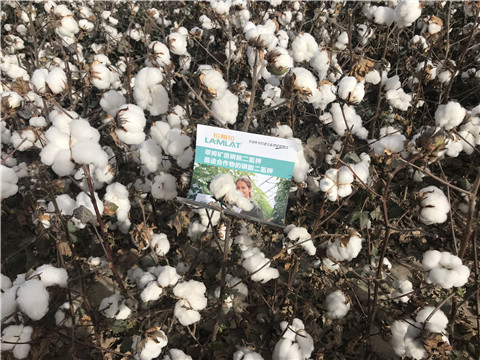 水溶肥，根碧多，生物菌劑