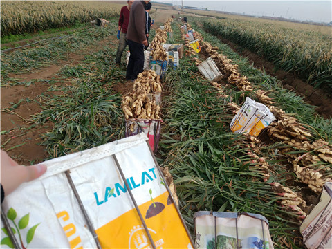 水溶肥，拉姆拉，翠姆