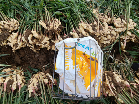 水溶肥，拉姆拉，翠姆