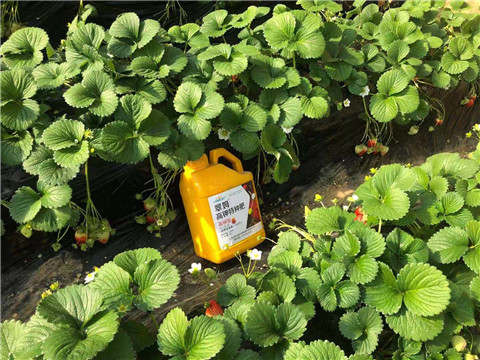 水溶肥，拉姆拉