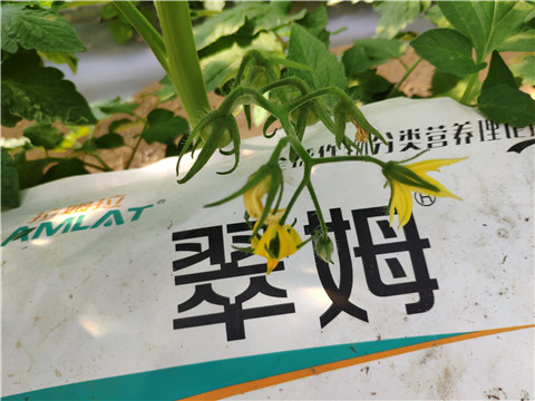 菌劑，拉姆拉