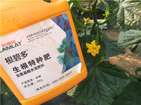 拉姆拉，根碧多，微生物菌劑