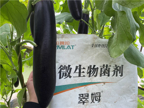 微生物菌劑，拉姆拉