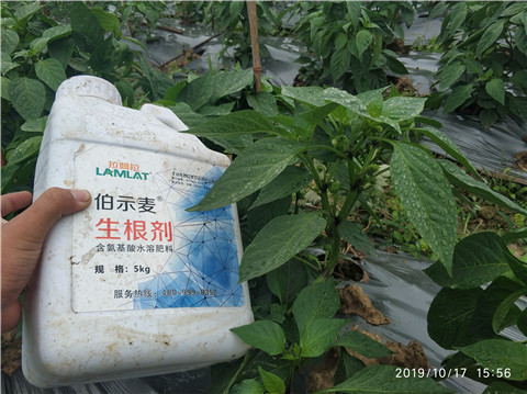 生根劑，伯示麥