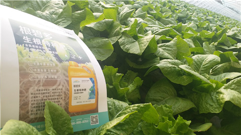 生根劑，翠姆