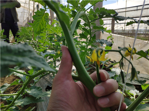 微生物菌劑 ，拉姆拉翠姆