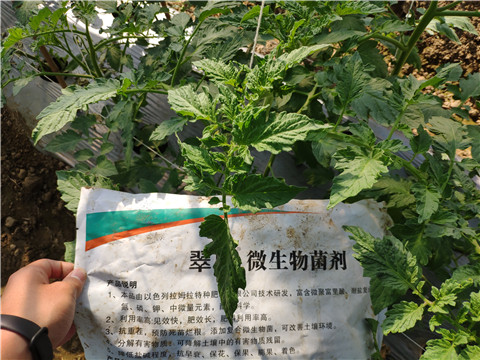 微生物菌劑 ，拉姆拉翠姆