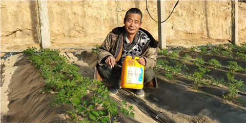 生根劑，拉姆拉