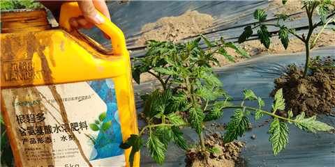 生根劑，拉姆拉