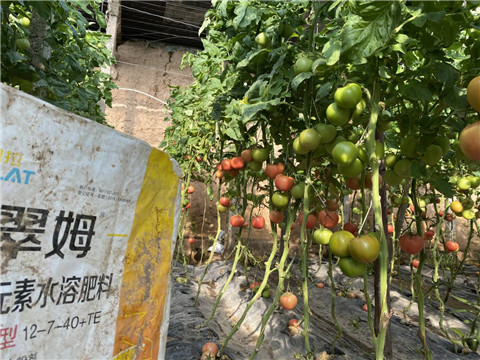 菌劑，水溶肥