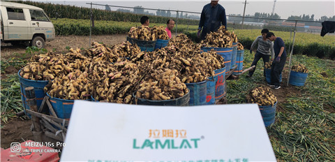 微生物菌劑，拉姆拉