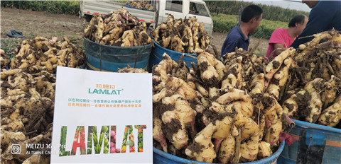 微生物菌劑，拉姆拉