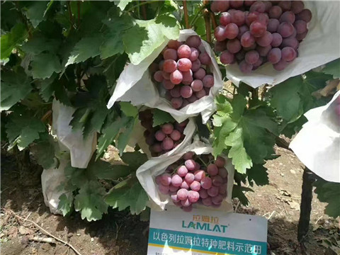 葉面肥，微生物菌劑