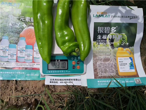 根碧多，拉姆拉