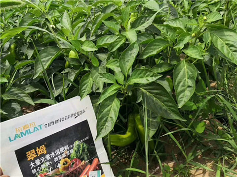 根碧多，拉姆拉