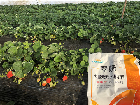 水溶肥，葉面肥，根碧多