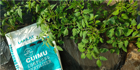 磷酸二氫鉀，鈣肥，水溶肥