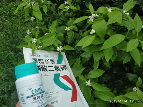 水溶肥，根碧多