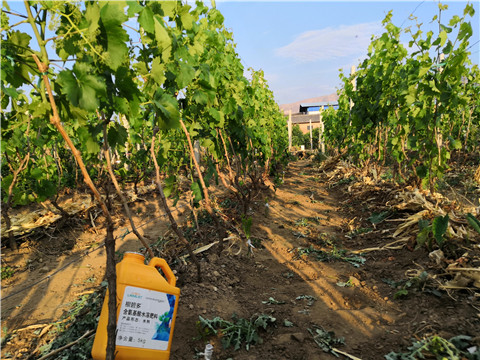 生根劑，微生物菌劑