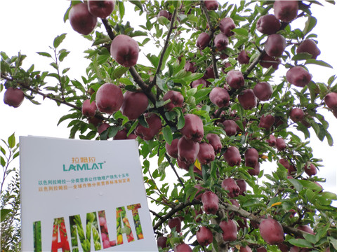 水溶肥 拉姆拉，翠姆