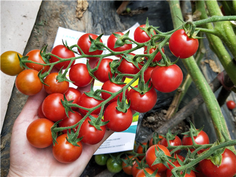 磷酸二氫鉀，鈣肥，根碧多