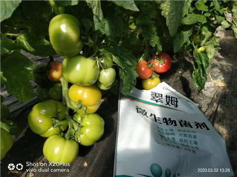 微生物菌劑，根碧多，磷酸二氫鉀