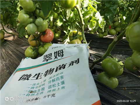 微生物菌劑，根碧多，磷酸二氫鉀