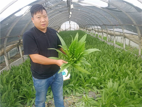 水溶肥，生根劑