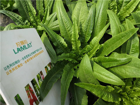 水溶肥，生根劑