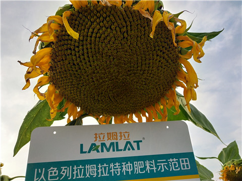 微生物菌劑，根碧多