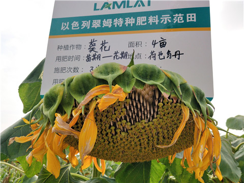 微生物菌劑，根碧多