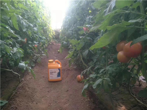 根碧多，微生物菌劑