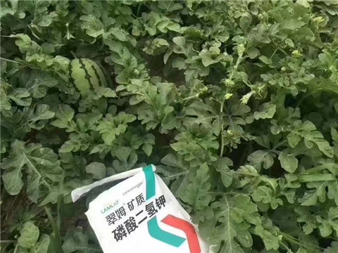 磷酸二氫鉀，硼肥，沖施肥