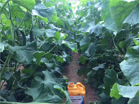 水溶肥，翠姆