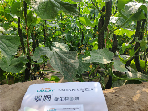 微生物菌劑，根碧多，水溶肥