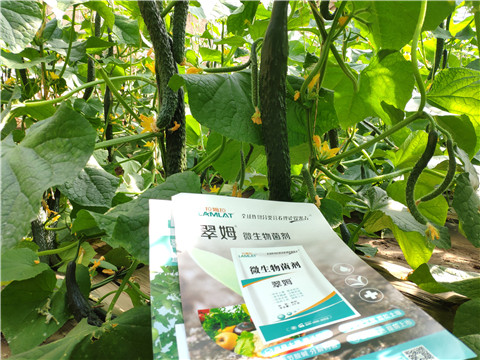 微生物菌劑，根碧多，水溶肥