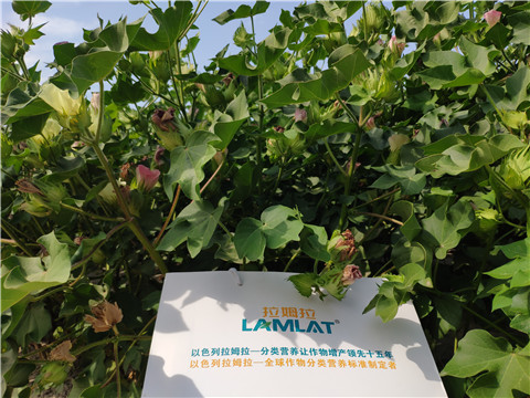 魚蛋白水溶肥，拉姆拉，翠姆