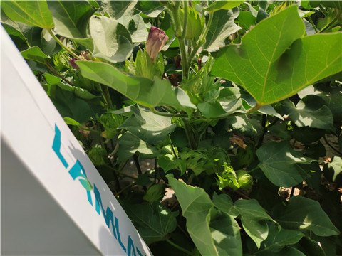 魚蛋白水溶肥，拉姆拉，翠姆