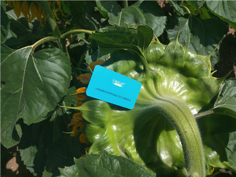 水溶肥 ，葉面肥，伯示麥