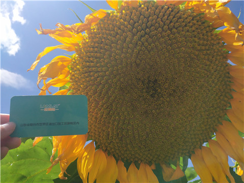 水溶肥 ，葉面肥，伯示麥