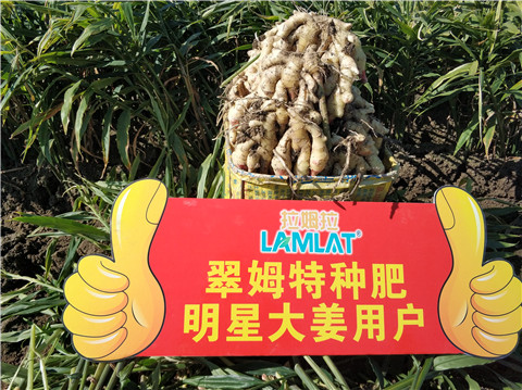 微生物菌劑，拉姆拉