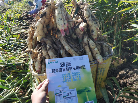 微生物菌劑，拉姆拉