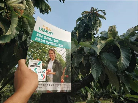 葉面肥，硼肥，磷酸二氫鉀