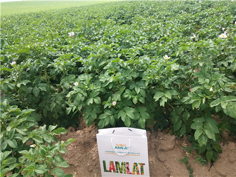 沖施肥，水溶肥，伯示麥