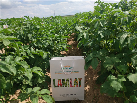 沖施肥，水溶肥，伯示麥