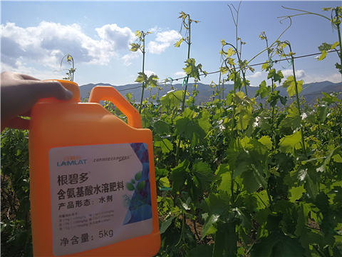 葡萄黃化,翠姆 葡萄黃化,翠姆