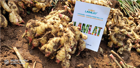 水溶肥，大姜，拉姆拉